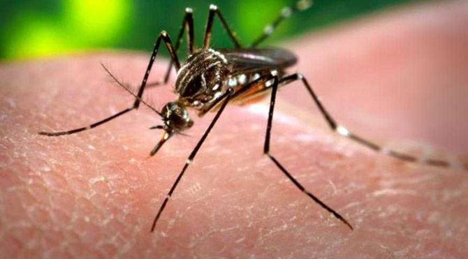 Zika Virüsünden İlk Can Kaybı Sonrası Dünya Şokta!