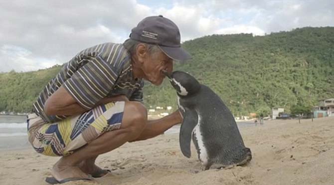 Penguenin Tüm İnsanlara Örnek Olması Gereken Davranışı!