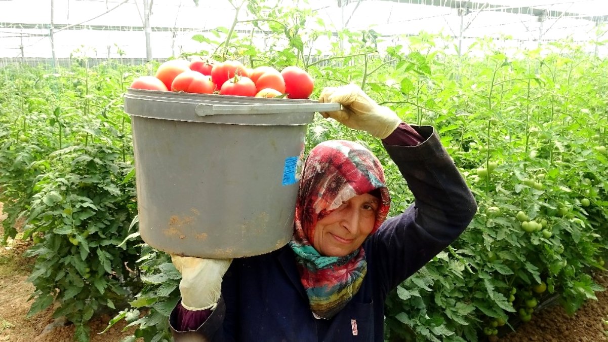 Düşük fiyat domates üreticisini üzüyor