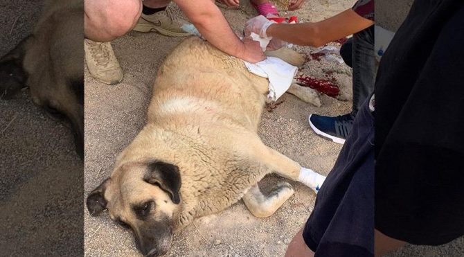 Sokakta yatan köpeği bıçaklayan cani gözaltına alındı