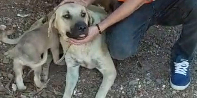 Antalya'da iğrenç olay! Köpeğin ayaklarını hortumla bağlayıp tecavüz etti
