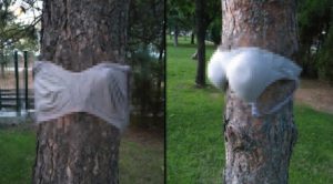 Parkta bulunan ağaçlara kadın iç çamaşırı astılar