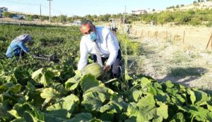 MHP'li Başkan 'Hayır Bahçe'’sinde yetişen ürünleri ailelere dağıtıyor
