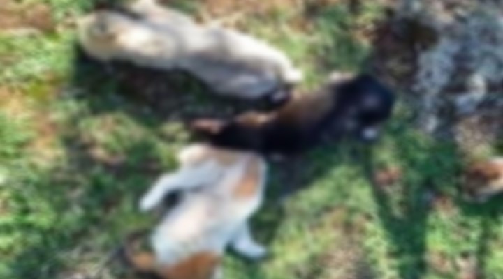 Antalya Kepez'de 12 köpek, kimliği belirsiz kişilerce zehirlenerek öldürüldü.