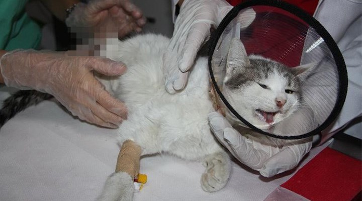 Diyarbakır’da patileri kesilmiş halde bulunan kedi kurtarılamadı!