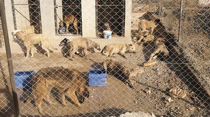 Zile'de boş arazide baygın halde bulunan 29 köpek koruma altına alındı