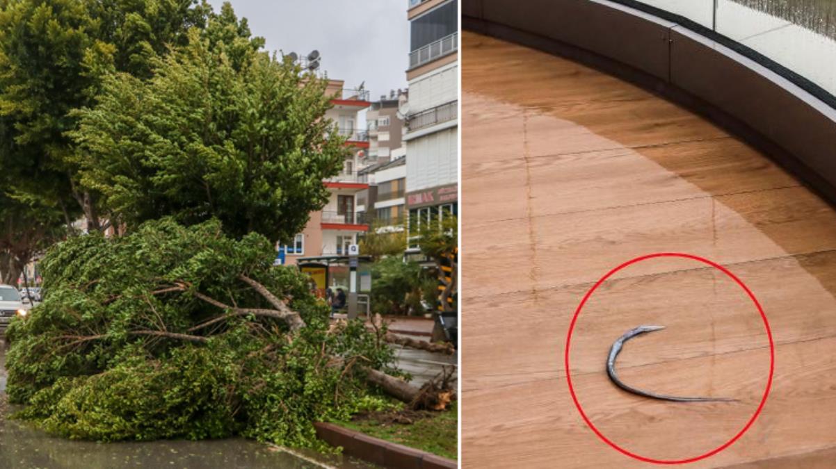 Antalya'da denizdeki balık fırtınanın etkisiyle 60 metre uzaklıktaki evin balkonuna uçtu