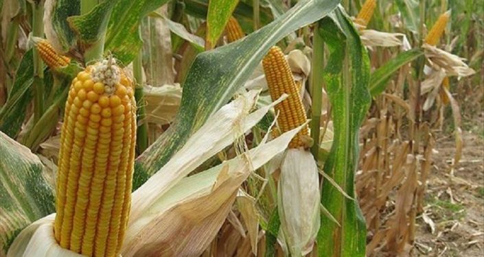 Bakanlık'tan GDO'lu bir mısır ve 4 soya çeşidinin hayvan yeminde kullanılmasına onay