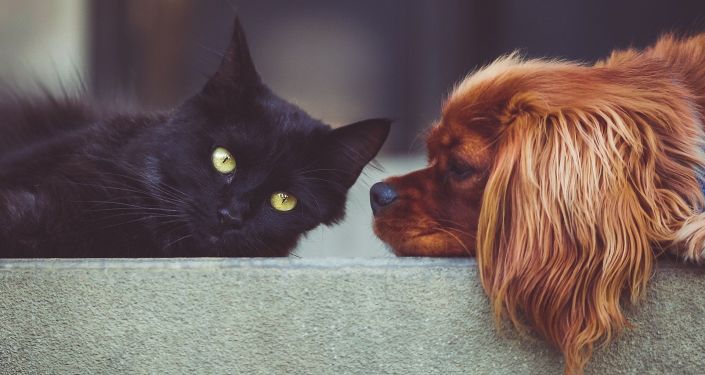 Kedi ve köpek sahiplerine, besledikleri hayvanlar için pasaport ve mikroçip takma zorunluluğu