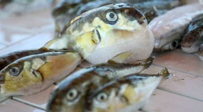 Akdeniz'deki zehirli balıklar Meclis gündeminde