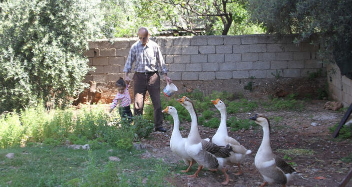 Beslediği kazların saldırısına uğrayan adam kazları satışa çıkardı