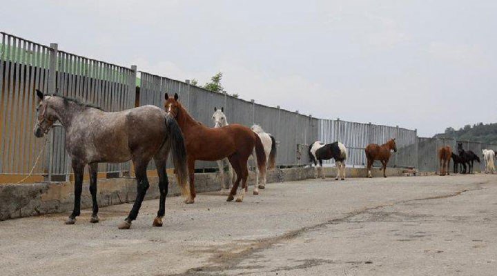 'Kayıp atlar' olayında yeni iddia: 11 öldü kalanlar Ülkü Ocakları'na verildi