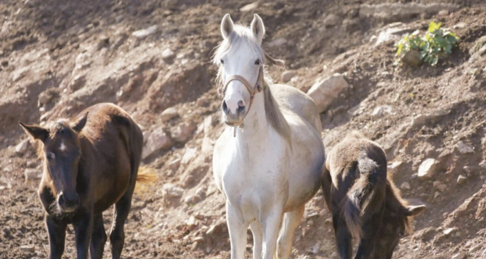 Kayıp atlarla ilgili yeni iddia: 80 tanesi Erbil ve Musul'a satıldı