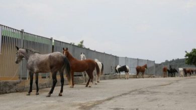 Adalar’daki atları sahiplenen kurum ve kişilerin listesi açıklandı