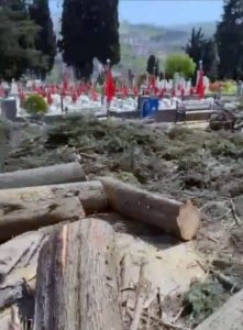 AKP’li Belediye, mermerleri lekeliyor diye mezarlıktaki selvi ağaçlarını kesti