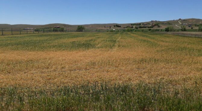 Ankara Bala’da kuraklık tahıl alanlarında yüzde 70 ürün kaybı yaşattı