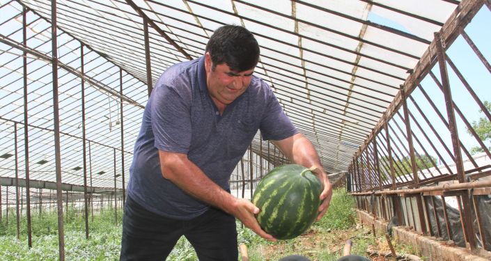 Antalyal'da bir çiftçi, doğal yollardan kekik aromalı karpuz üretiyor