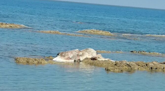 Arsuz'da sahile angus ölüleri vurdu