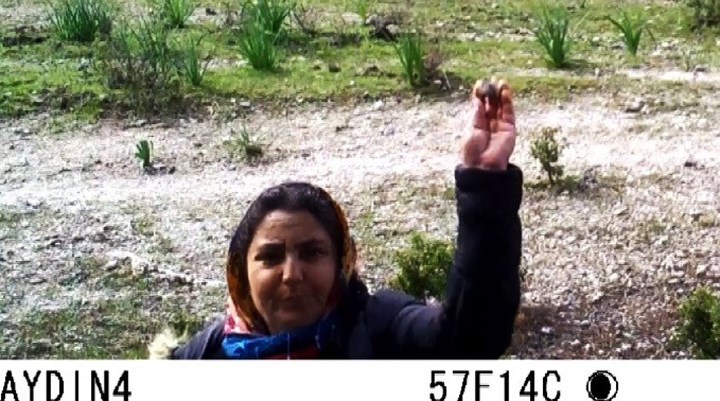 Aydın'da bir kadın, yaban hayatın gözlemi için kurulan fotokapanı taşlayarak bozdu