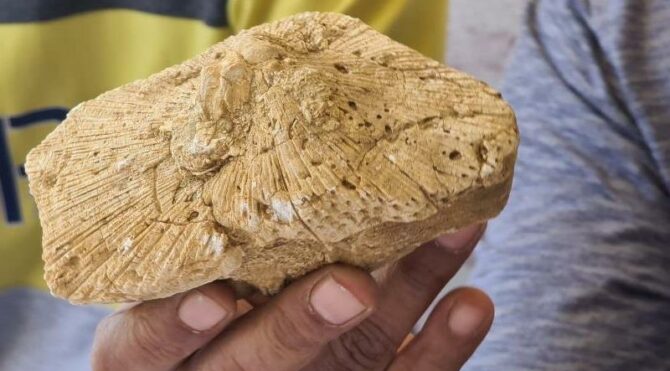 Doğa gezisinde 45 milyon yıllık fosil buldu