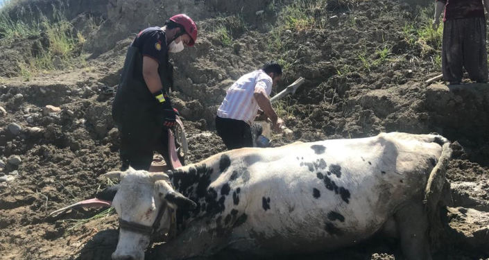 Kahramanmaraş'ta çamura saplanan inek vinç ile kurtarıldı