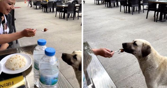 Köpeğe kaşıkla yemek yediren kadın, sosyal medyada tartışma yarattı