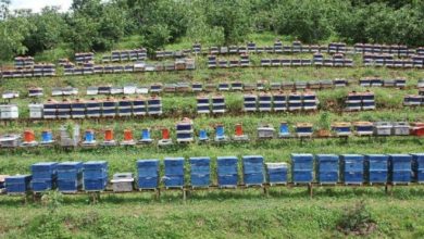 Arıcılar için büyük tehlike 'Katil Arı' istilası