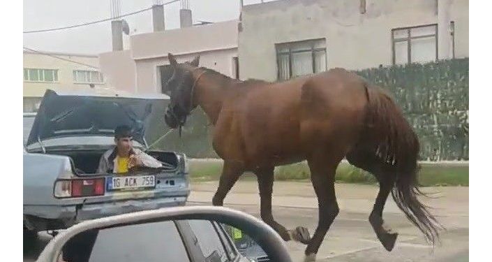 Bursa'da ata işkence: Aracın arkasından kilometrelerce koşturdular