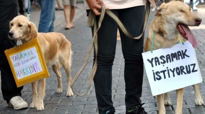 Çanakkale Ayvacık'ta 30’a yakın kedi ve köpek katledildi