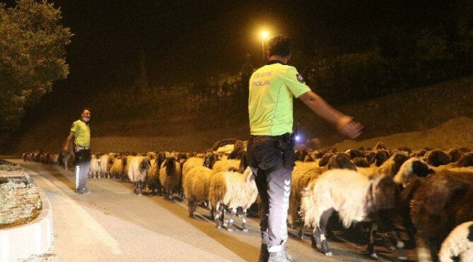 Hakkari-Van karayolundan polis eskortluğunda 10 bin koyun geçti