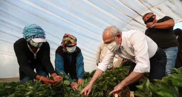 Kılıçdaroğlu, Aydın'da çiftçilerle çilek hasadı yaptı