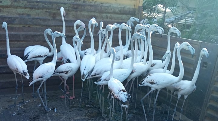 Kanatları kesilen 32 flamingo yavrusu için para cezası