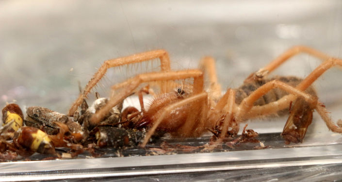 Kayseri'de 'sarıkız örümceği' tedirginliği: Etle besleniyor