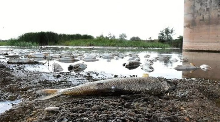 Kızılırmak'ta yaşanan balık ölümlerinin nedeni belli oldu