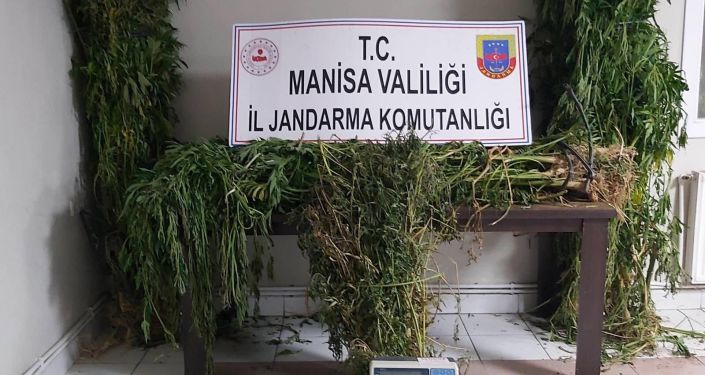 Manisa Alaşehir'de 313 kök kenevir ele geçirildi