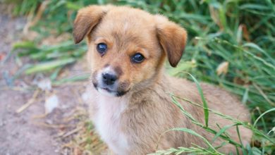 Sarıyer'de 1 aylık yavru köpeği yakarak öldürenler aramızda dolaşmaya devam ediyor