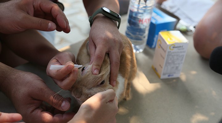 İBB'den yangın bölgelerine veteriner ve mama desteği