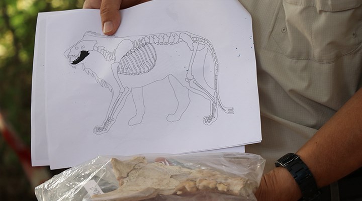 Kayseri’de Kaniş Karum Ören yerinde 4 bin yıl öncesine ait aslan kemiği bulundu