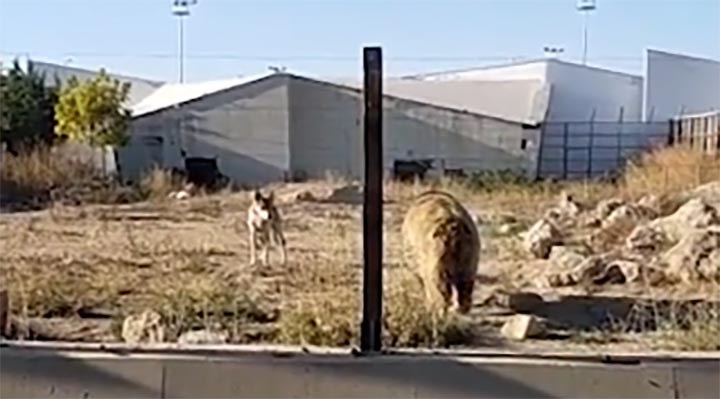 Kayseri hayvanat bahçesi ile ilgili skandal iddia: 16 kurt bahis için ayının üzerine salındı