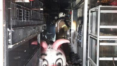 Bayrampaşa'da pet shop'ta yangın, çok sayıda hayvan telef oldu