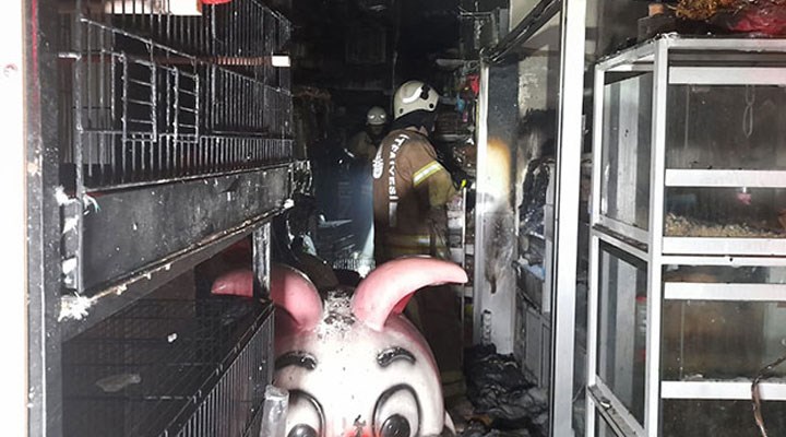 Bayrampaşa'da pet shop'ta yangın, çok sayıda hayvan telef oldu