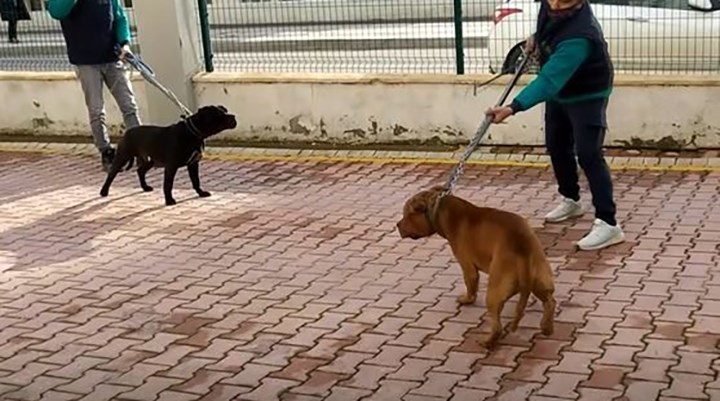 Antep'te yaşanan pitbull olayıyla ilgili 3 kişi tutuklandı