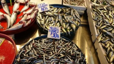 Balığın az olmasından dolayı sezonun en pahalı balığını satılıyor