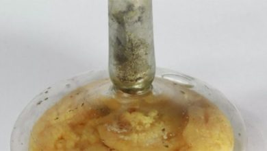 Kazı çalışmalarından çıkarılan 1700 yıllık cam fanustaki sıvı, zeytinyağı çıktı