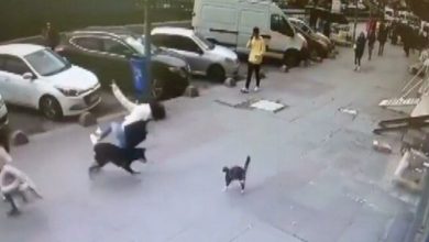 Kediden kaçan köpek çarptığı kadını düşürdü