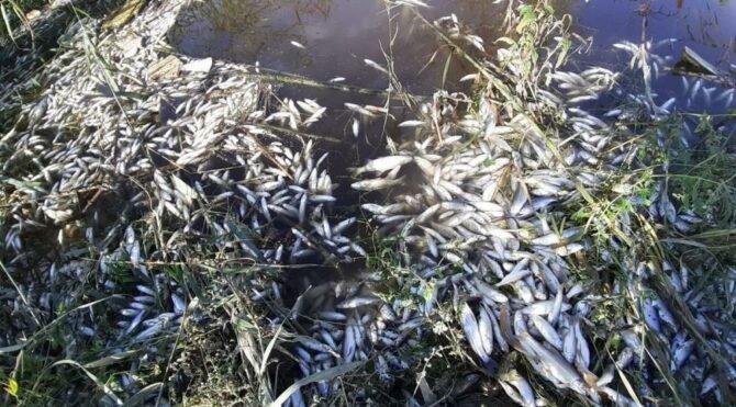 Menderes’te balıklar ölüyor!