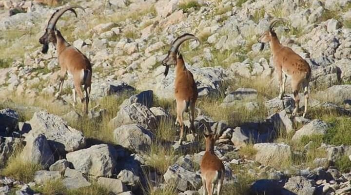Mersin'de yaban keçilerini vuran avcılara 64 bin lira ceza kesildi