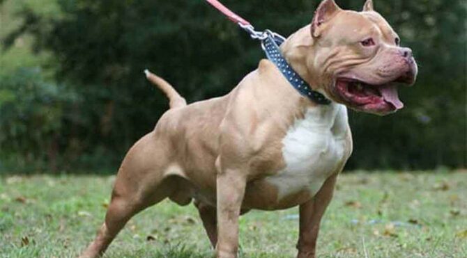 Pitbull köpekleri kullanan suç örgütü çökertildi