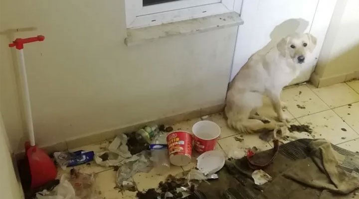 Sahibinin balkonda 10 gün aç ve susuz bırakılan köpek kurtarıldı