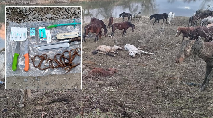 Sakarya'da 'at kesiliyor' ihbarına yapılan baskında 40 at bulundu